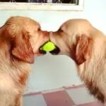 Mona Singh Instagram - Lovely babies #dogsofinstagram #dogstory #dogs #ball #love #happy #loveit #cute #cuddles