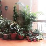 Mona Singh Instagram – My terrace garden….. #lovetherains #green #soulfulliving #awesomeness