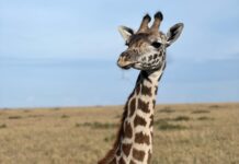 Nakshathra Nagesh Instagram - #MasaiMara never disappoints you ❤️ the moment we entered this is what we were told and it was true! #MagicalKenya @pickyourtrail @sarova_hotels #NakshathraInKenya #TheSarovaExperience #SarovaCares #PickyourTrail #UnwrapTheWorld