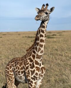 Nakshathra Nagesh Instagram - #MasaiMara never disappoints you ❤️ the moment we entered this is what we were told and it was true! #MagicalKenya @pickyourtrail @sarova_hotels #NakshathraInKenya #TheSarovaExperience #SarovaCares #PickyourTrail #UnwrapTheWorld