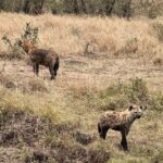 Nakshathra Nagesh Instagram - #MasaiMara never disappoints you ❤️ the moment we entered this is what we were told and it was true! #MagicalKenya @pickyourtrail @sarova_hotels #NakshathraInKenya #TheSarovaExperience #SarovaCares #PickyourTrail #UnwrapTheWorld