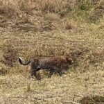 Nakshathra Nagesh Instagram – #MasaiMara never disappoints you ❤️ the moment we entered this is what we were told and it was true! 

#MagicalKenya 

@pickyourtrail @sarova_hotels 

#NakshathraInKenya #TheSarovaExperience #SarovaCares #PickyourTrail #UnwrapTheWorld