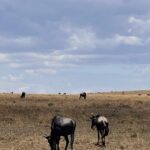 Nakshathra Nagesh Instagram - #MasaiMara never disappoints you ❤️ the moment we entered this is what we were told and it was true! #MagicalKenya @pickyourtrail @sarova_hotels #NakshathraInKenya #TheSarovaExperience #SarovaCares #PickyourTrail #UnwrapTheWorld