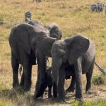 Nakshathra Nagesh Instagram - #MasaiMara never disappoints you ❤️ the moment we entered this is what we were told and it was true! #MagicalKenya @pickyourtrail @sarova_hotels #NakshathraInKenya #TheSarovaExperience #SarovaCares #PickyourTrail #UnwrapTheWorld