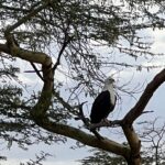 Nakshathra Nagesh Instagram - Magical Kenya! Pic 1 - not just the parks, but a drive from one park to another can be a visual treat, loved the scenic views we got to witness on the way! Pic 2 - upon our arrival at Nakuru, @sarova_hotels had such a yummy South Indian meal waiting for us, eating by the riverside was just 😍 Pic 3 - every game drive is so different! So every time we leave, we are super excited and I am so glad I caught that in this picture 😁 Pic 4 - it’s a zebra’s bum. So why not? 😋 Pic 5 - we had to stop for a while because we had a flat tyre, they had a buffalo’s skull there for tourists to take photos, I didn’t expect it to be heavy so I tried carrying it and failed miserably 🙈 hence, we had to try this! Pic 6 - we had a small statue of this eagle at home for years, and I saw so many live, in the wild, it was so special. Pic 7- the giraffe that posed for us patiently And moved away exactly when we did too! Pic 8- a memory at the equator where they showed us a cool experiment to show us how we know we’re on the equator! @pickyourtrail #NakshathraInKenya #TheSarovaExperience #SarovaCares #PickYourTrail #UnwrapTheWorld