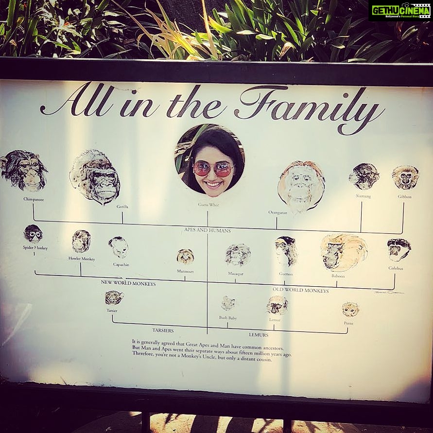Nikita Dutta Instagram - Not sure if I would be willing to deny this one. 🐵🐒 #AllInTheFamily #MonkeyBusiness #HolidayHangover Santa Barbara Zoo