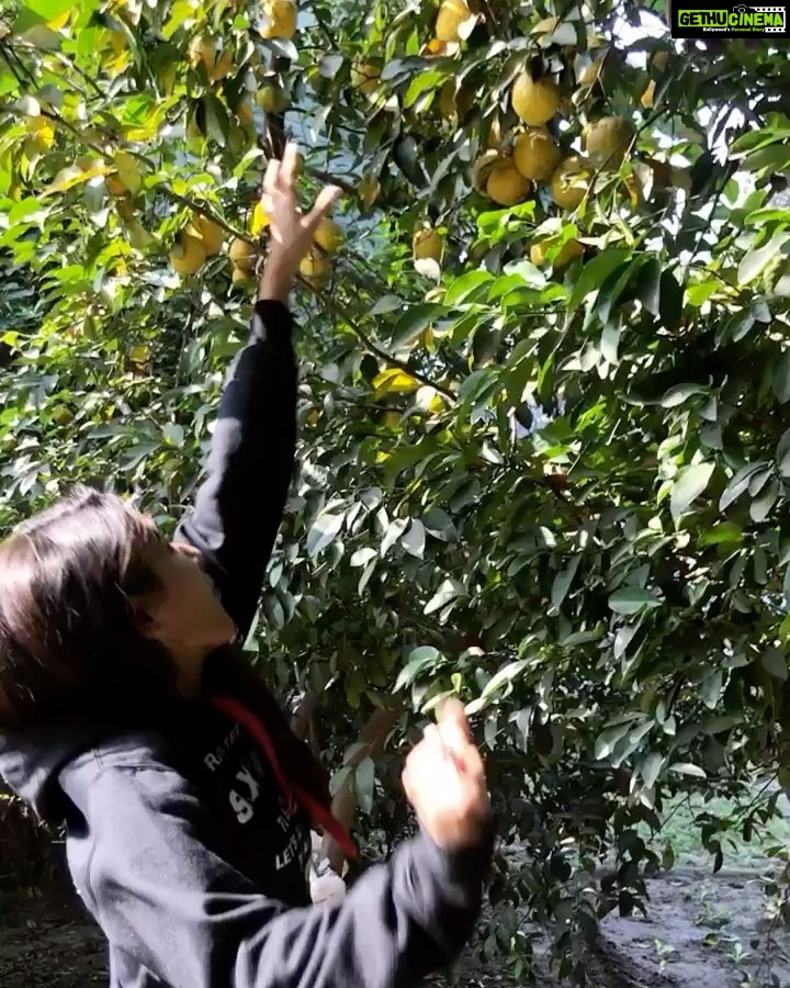Nikita Dutta Instagram - Step one of making fresh orange juice! Who wants?? #OrganicLove #PleasuresOfBeingHome