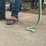 Nikita Dutta Instagram - Continued snake shenanigans #SnakeyWakey #OnSet Film City