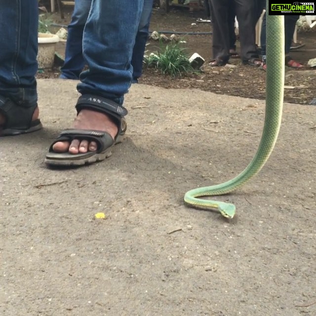 Nikita Dutta Instagram - Continued snake shenanigans #SnakeyWakey #OnSet Film City