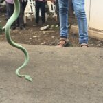 Nikita Dutta Instagram - We have a visitor on set! and he gets the maximum paparazzi!! #SnakeyWakey #WhatteRockstar Film City