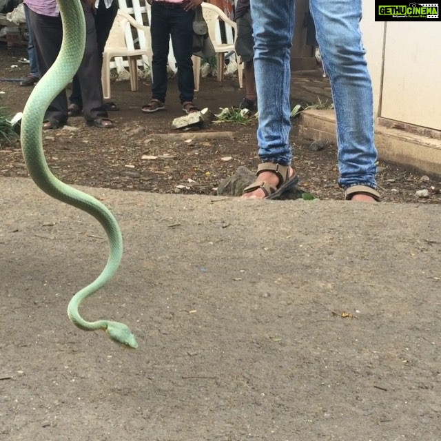 Nikita Dutta Instagram - We have a visitor on set! and he gets the maximum paparazzi!! #SnakeyWakey #WhatteRockstar Film City