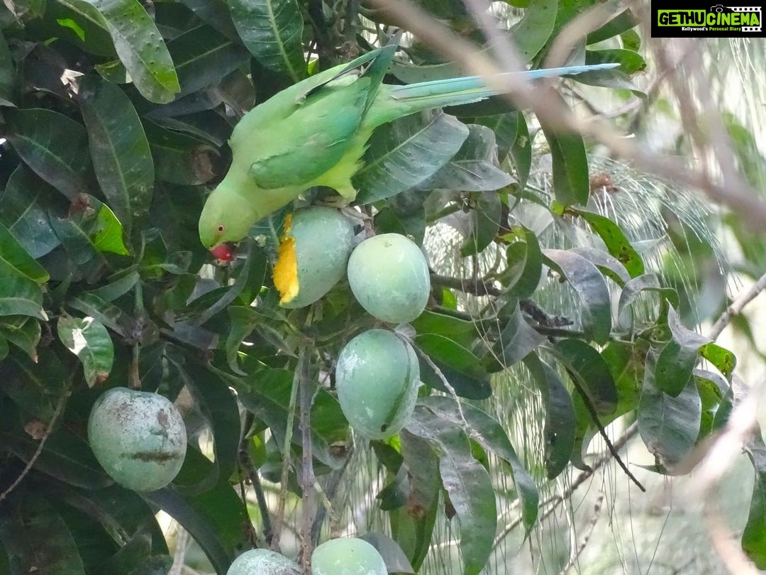 Nikita Dutta Instagram - 🦜 🥭 Picture courtesy: @samshri #BirdsOfPaliHill #QuarantineLife