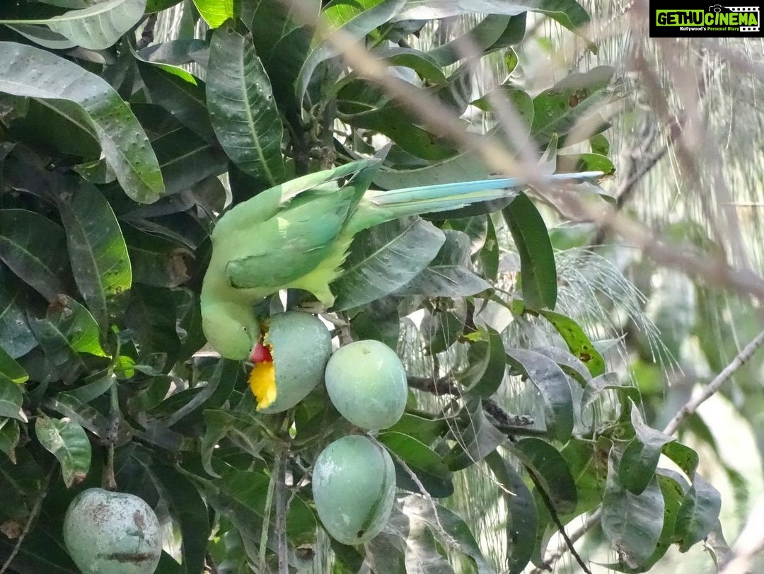 Nikita Dutta Instagram - 🦜 🥭 Picture courtesy: @samshri #BirdsOfPaliHill #QuarantineLife