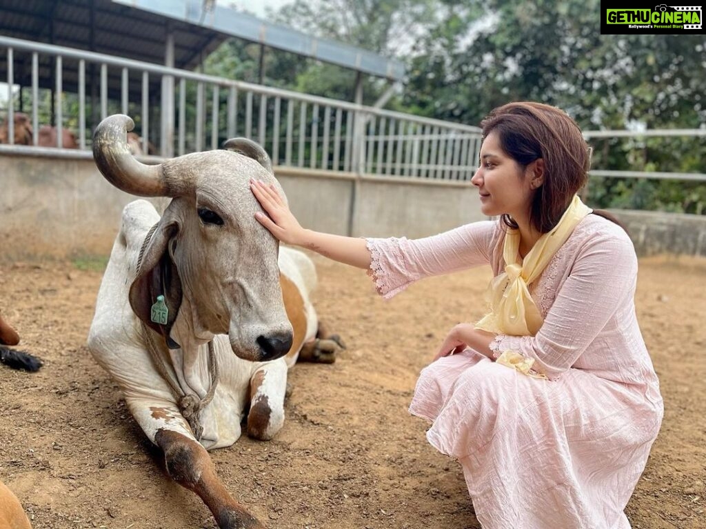 Raashi Khanna Instagram - The purity and the giving nature of the cow makes it an animal of reverence. The vibrations present in a gaushala are proven to have healing abilities to cure physical and mental ailments. I experienced it. Thought to share it. 😇 So taken by the way they are taken care of at the @artofliving ♥️ Art of Living International Center
