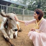 Raashi Khanna Instagram - The purity and the giving nature of the cow makes it an animal of reverence. The vibrations present in a gaushala are proven to have healing abilities to cure physical and mental ailments. I experienced it. Thought to share it. 😇 So taken by the way they are taken care of at the @artofliving ♥️ Art of Living International Center