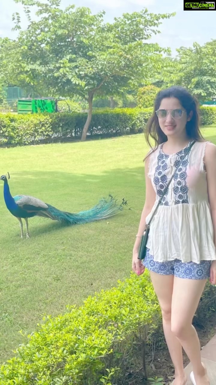 Richa Panai Instagram - Found my perfect place and song!🦚🦚 Rambagh Palace