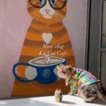 Richa Panai Instagram – What a day it was!!😻 Thank you Shifa and Oscar baby for so much love and kindness! Can’t wait to meet you both again!💕 @oscar_thebullcat #kitcatcafe #catcafe #catsofinstgram #catlover #catparents #kittensofinstagram #catsagram #cats #kittens #cutecats #versova #mumbai #maharashtra KIT CAT CAFE