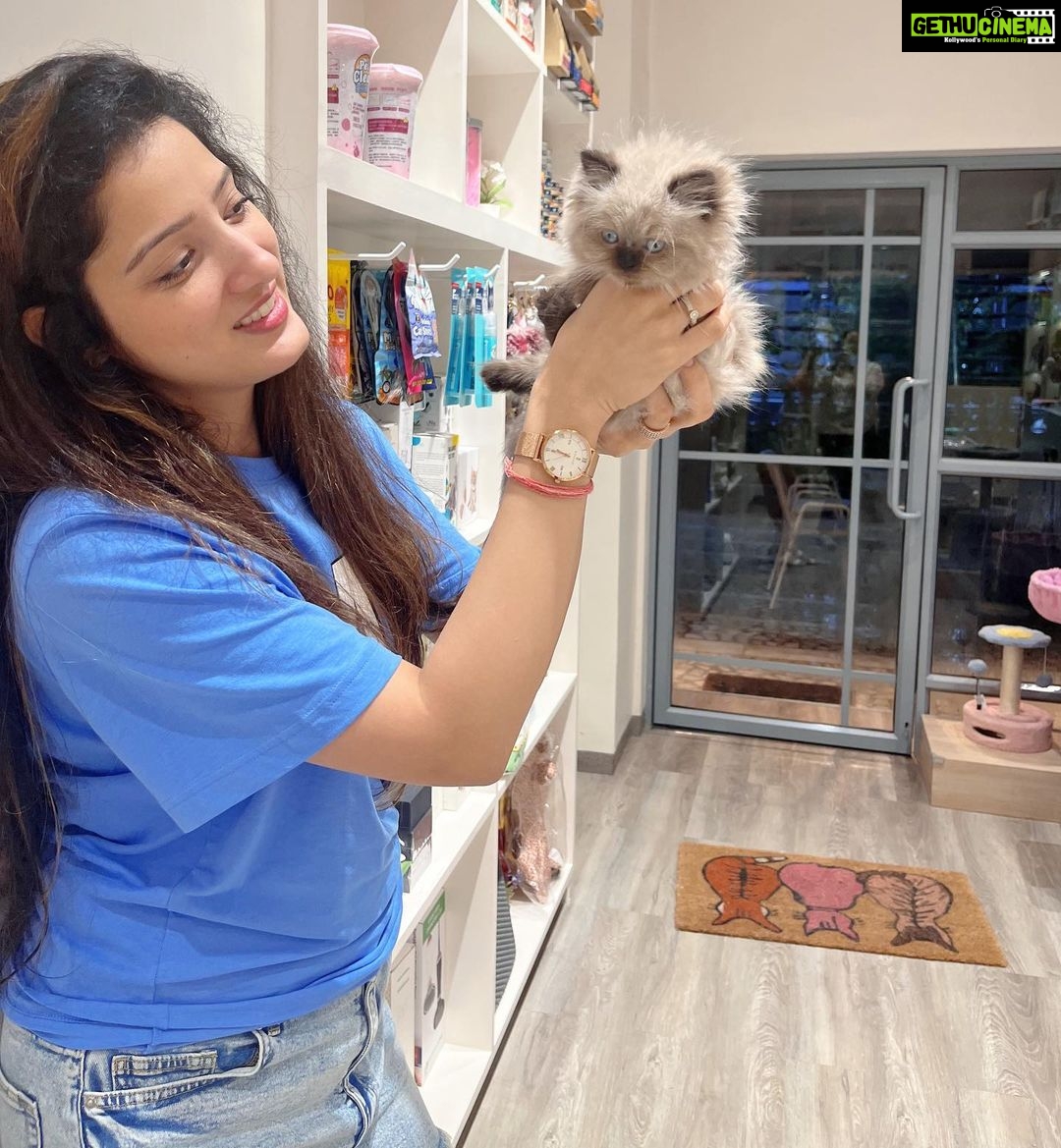 Richa Panai Instagram - My work day looks like this these days!💙🧿 #teddy #mybaby #kitcatcafe #internationalcatday