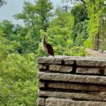 Saiee Manjrekar Instagram – #Major dubbing in the most serene place! Obviously with my peacock friends 🌅