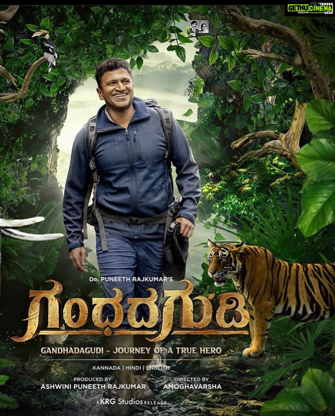Samyuktha Hegde Instagram - ಗಂಧದಗುಡಿ in cinemas from today ❤️ I had the opportunity of celebrating ನಮ್ಮ ಪ್ರೀತಿಯ ಅಪ್ಪು ಸರ್ with “flavours of ಗಂಧದಗುಡಿ” @theserairesorts Kabini. Appu sir has always been an inspiration on how one should enjoy and celebrate the life given to us ❤️. I’ve only been able to meet appu sir twice, but the twice was enough to understand what a positive person he was. The first time we ever met it was at paramvah’s office and I was standing there a few people away from him with a bright smile on my face. I walked upto him after the pooja and he instantly recognised me and told me I was an incredible dancer I felt like I almost fainted that he even knew my name. I will never forget how special he made me feel though he had no obligation to. He really was and will always be the most humble, down to earth, supremely talented human being that I’ve ever come across in my life. I’m happy to have had the chance to meet him in person. To the man who touched more than a million lives, you will never be forgotten. We will celebrate you everyday for all the years to come ❤️ And to the woman who’s resilience and will power has been so inspiring to see, thanks for celebrating appu sir the way you do, may the strength and courage you have burn brighter than any star! @ashwinipuneeth.rajkumar @anchor_anushreeofficial thanks for stealing away the title of appu sirs biggest fan, you really are a true admirer of him ❤️ Thank you @theserairesorts kabini for hosting such an amazing stay and experience for us ❤️ The highlight surely was the hospitality and the food, it was fantastic! Ps: the 5th image is the tiger we spotted at the safari in kabini Thanks for the picture @wildeepak #gandhadagudi The Serai Kabini