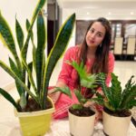 Sanjjanaa Instagram - Hi so I have a confession to make I am a complete #plantlover and a #plantmaniac , In the midst of my pregnancy and Covid I developed this fetish for beautiful #exoticplants , And attracted friends who have the same fetist as i met @vinayak_garg .. he is also a founder of #lazygardener . I call him my guru when it comes to #plants , also in this brutal world and Kaliyuga I realised investing emotions & falling in love with pet animals and in plants .. Is much more worthy than selfish friends and selfish people who are out there with agendas to use people .. I would want you to check out all urban gardening hacks and products by @lazygardener.in … and shop from them & be more #vocalforlocal brands in our country ❤️ Also check out my blog on YouTube how I take care of my plants and make my #plants glow ❤️ Karnataka, Bangalore