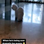 Shama Sikander Instagram - When your puppy blackmails you 😂😅 #mypuppy #casper #bichonfrisee #funny #furbaby #white #furball #comedy