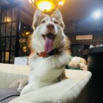 Shivani Narayanan Instagram - The week it was 🤍 Family and Home is everything 🫶🏻 #blessed #diamond #platinum #vodka #snow #puppies #family