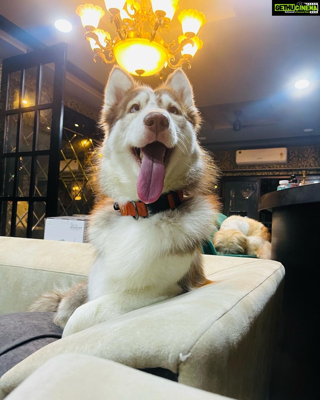 Shivani Narayanan Instagram - The week it was π€ Family and Home is everything π«Άπ» #blessed #diamond #platinum #vodka #snow #puppies #family
