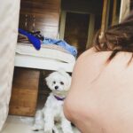 Shivshakti Sachdev Instagram - Pyaari Ellie VS Attitude waali Ellie Hope this makes you smile today. #happiness #love #thankful #blessed #mine #doglovers #dogsofinsta #maltese #blessed #malteseloverclub #malteselover #malteselove #malteseworld #malteseoftheday #maltesebaby #maltesebabygirl #maltesereel #dogreel #reelsofinstagram
