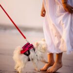 Shivshakti Sachdev Instagram - Happy National Pet Day !! You came to our lives and added colors of emotions we never knew about , you came to our lives and taught us the real meaning of love, you came to our lives and became our life for the rest of lives. I still can't believe you're mine. @ielliethemaltese #nationalpetday #petday #nationalpetday2021 #changedourlife #petforlife #petfriendlyindia #dogsofinstagram #doglovers #dogsofinsta #maltese #miniaturemaltese #thankyou #grateful #blessed #malteseloverclub #malteselover #malteselove #malteseworld #malteseoftheday #maltesebaby #maltesebabygirl #maltesereel #dogreel #reelsofinstagram #feelitreelit #maltesereel #dogsofinstagram