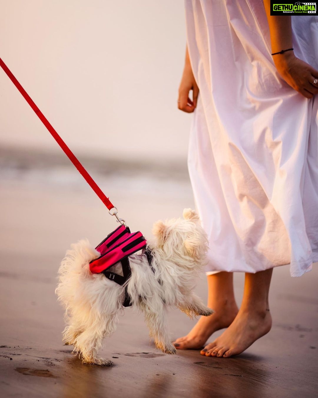 Shivshakti Sachdev Instagram - Happy National Pet Day !! You came to our lives and added colors of emotions we never knew about , you came to our lives and taught us the real meaning of love, you came to our lives and became our life for the rest of lives. I still can't believe you're mine. @ielliethemaltese #nationalpetday #petday #nationalpetday2021 #changedourlife #petforlife #petfriendlyindia #dogsofinstagram #doglovers #dogsofinsta #maltese #miniaturemaltese #thankyou #grateful #blessed #malteseloverclub #malteselover #malteselove #malteseworld #malteseoftheday #maltesebaby #maltesebabygirl #maltesereel #dogreel #reelsofinstagram #feelitreelit #maltesereel #dogsofinstagram