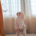 Shivshakti Sachdev Instagram - Hello October, You're really special, because its my Baby's Birthday Month !! #birthday #birthdaypup #familydogs #malteseofig #love