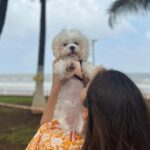 Shivshakti Sachdev Instagram – My God sent Angel !!! 

#thankful #grateful #blessed #blessing #mine #yay #just #you #maltese #maltesebaby #maltesepuppy #maltesedog #india #just #happytimes #love #just #yay