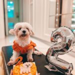 Shivshakti Sachdev Instagram – Happy Birthday Ellie 🧡

Thank you for the cutest cake @barkersdzn 

#malteseofig #maltese #birthdaypup #pawtytime #happydoggycontest