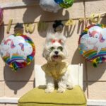 Shivshakti Sachdev Instagram - Happy 1st Birthday My Little One ! @ielliethemaltese . You are my most favourite blessing. Can't thank you enough for choosing us. PS : last picture is so adorable! #firstbirthday #happybirthday #maltese #maltesepuppy #malteseofinstagram #love #thankful #grateful #birthday #unconditionallove #thankyougod #littleone #mybaby #merijaan #yay