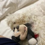 Shivshakti Sachdev Instagram – You wanna know about my Week , keep Swiping !!! 

#photodump #myweek #allaboutmyweek #grateful #thankful #blessed #blessing #like #share #subscribe #swipe #yay #smile #malteseindia #maltesepuppy #mylife #myweek #justbehappy #yay