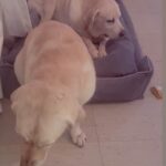 Shonali Nagrani Instagram - Spot the guilty one:). #reels #reel #petsofinstagram #goldenlabsofinstagram #lucyandoliver #reelsvideo #reelit #petstagram #pets #dogsofinstagram #reelkarofeelkaro #reelsindia #reelitfeelit❤️❤️