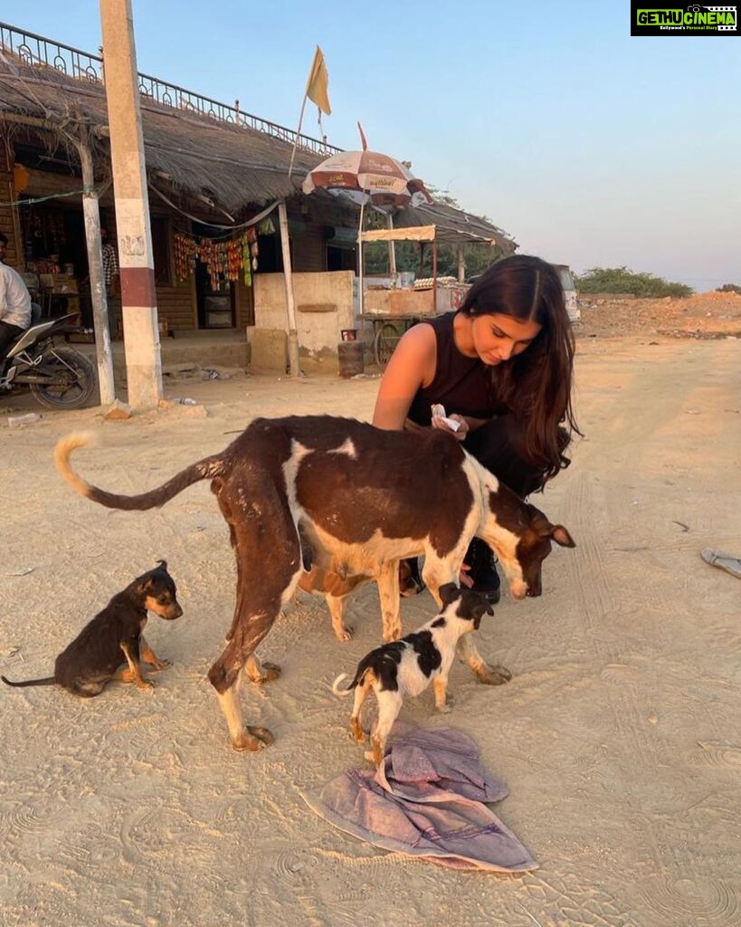 Tara Sutaria Instagram - Found a litter of tiny pups and a mother who hadn’t eaten in a while.. Heart breaking.. We fed them and gave them love and I urge you to do the same if you ever see an animal that needs care! I received great affection in return in the form of little licks and tiny barks! 🥹🤍 Jaisalmer