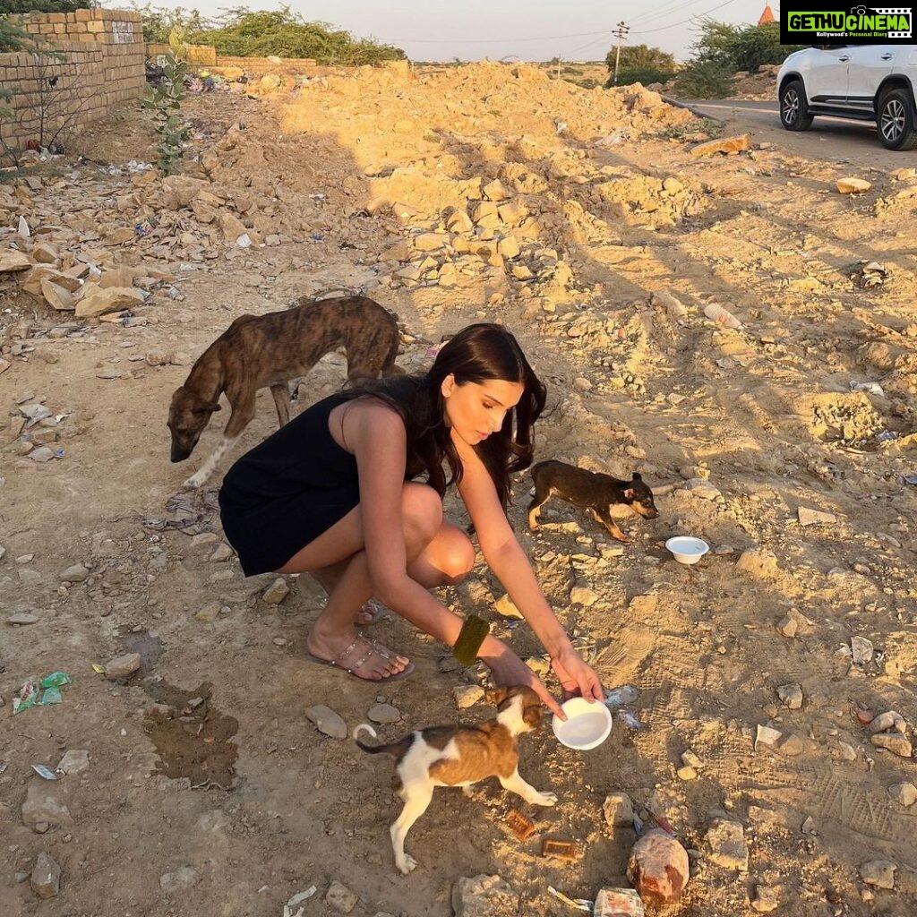 Tara Sutaria Instagram - Evenings with my jaan bachha’s.. 🥹🤍 SO glad to have my little family of puppers here while filming in Rajasthan and grateful to have found them so we could help them heal and eat better. 🐶🤍