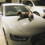 Teja Sajja Instagram - This is what my dogs do when nobody is watching