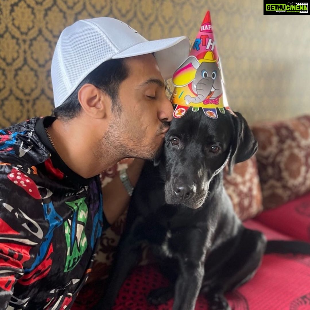 Thakur Anoop Singh Instagram - Today also happens to be my little baby Shadows First Birthday in this world!!!! Had to make it special for my boy with his fav gluten free chocolate brownie cake!!! Check out the last video to know how difficult it is to get pictures with him 😄