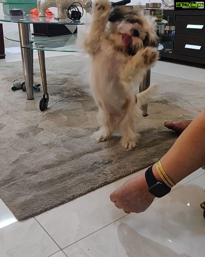 Tina Desai Instagram - Utterly adorable!!! This is how Baby Thor earns his treat❤️