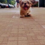 Tina Desai Instagram – My athlete puppy Thor🌺