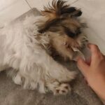 Tina Desai Instagram - The little gremlin thinks he has tremendous power in his paws. It's like feathers pushing me away.😂😂 #puppy #puppypowers #gremlin #mybestie