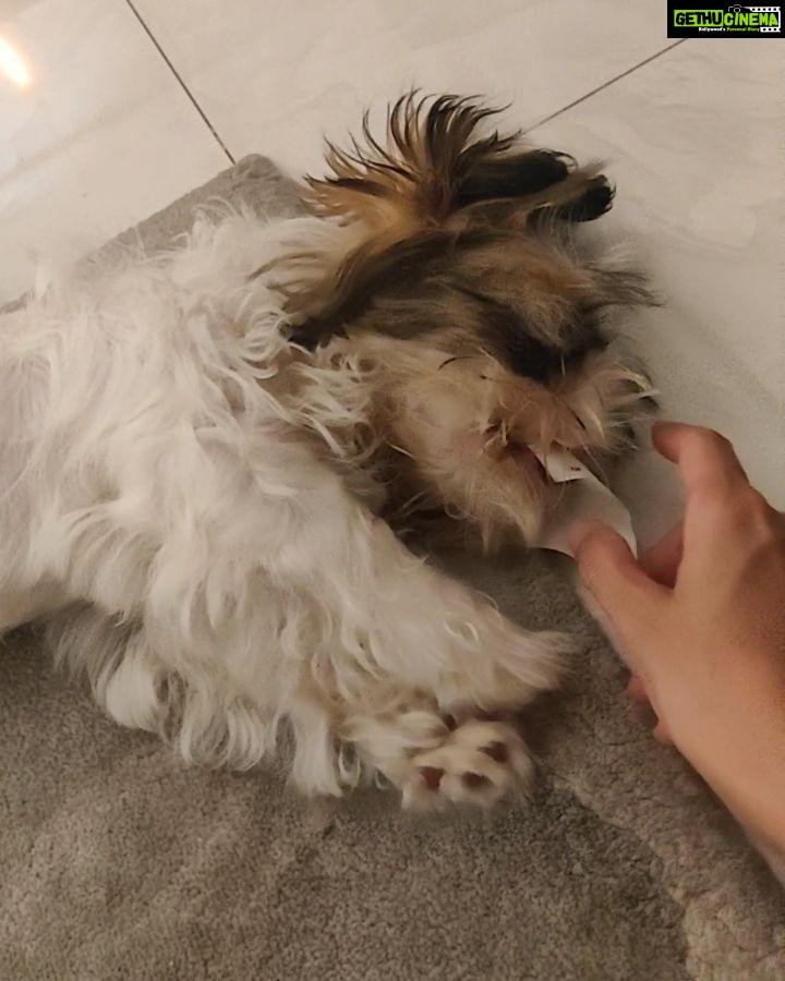 Tina Desai Instagram - The little gremlin thinks he has tremendous power in his paws. It's like feathers pushing me away.😂😂 #puppy #puppypowers #gremlin #mybestie