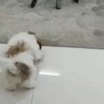 Tina Desai Instagram - What kinda puppy goes nuts over tissue paper??? #puppylove #puppystunts #borrowedpet #puppythief