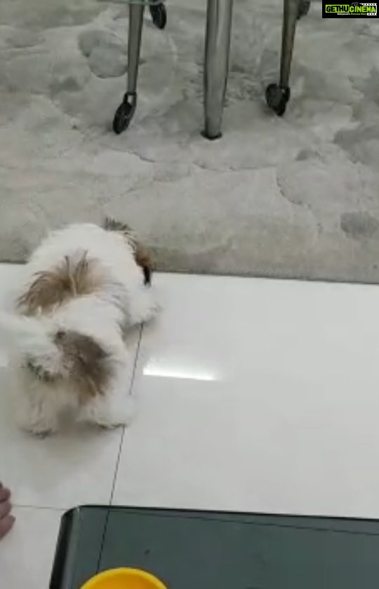 Tina Desai Instagram - What kinda puppy goes nuts over tissue paper??? #puppylove #puppystunts #borrowedpet #puppythief