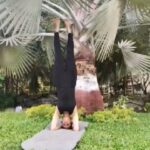 Tina Desai Instagram – Happy International Yoga Day!!
Attempted the revolved split-legged headstand (Parivrttaikapada) in this one. 
Bludy tough to do a split in the air!
#underthemajestictree #yogainthepark #internationalyogaday