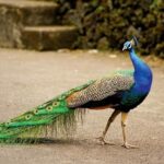 Tina Desai Instagram - Peacock pose. It's funny how it looks nothing like a peacock. #fitnessfriday #yogaontherocks #lockdowndiaries