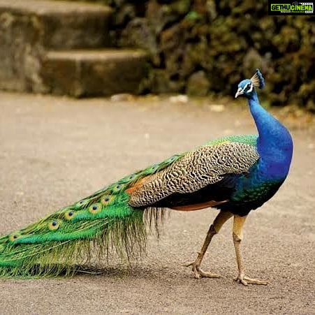 Tina Desai Instagram - Peacock pose. It's funny how it looks nothing like a peacock. #fitnessfriday #yogaontherocks #lockdowndiaries